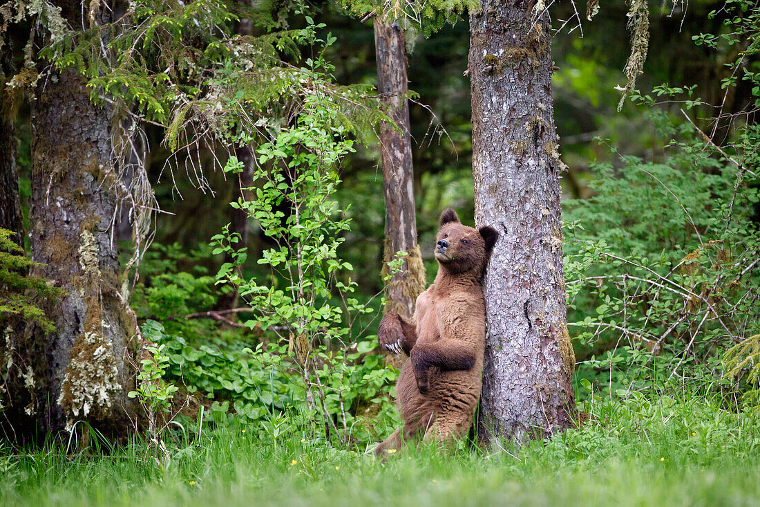 Grizzlybär (Ursus Arctos Horribilis) Jungtier im Khutzeymateen Grizzly Bear Sanctuary in der Nähe von Prince Rupert, British Columbia Kanada, stehend an einem Baum mit nachdenklichem Blick