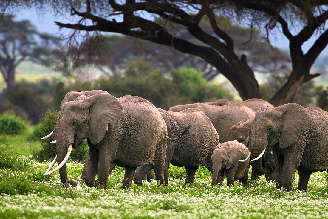 Elefantenherde beim Spaziergang in den Blumen; Amboselia Kenia