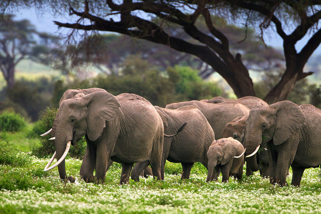 Herd Of Elephants Walking In The Flowers; Amboselia Kenya