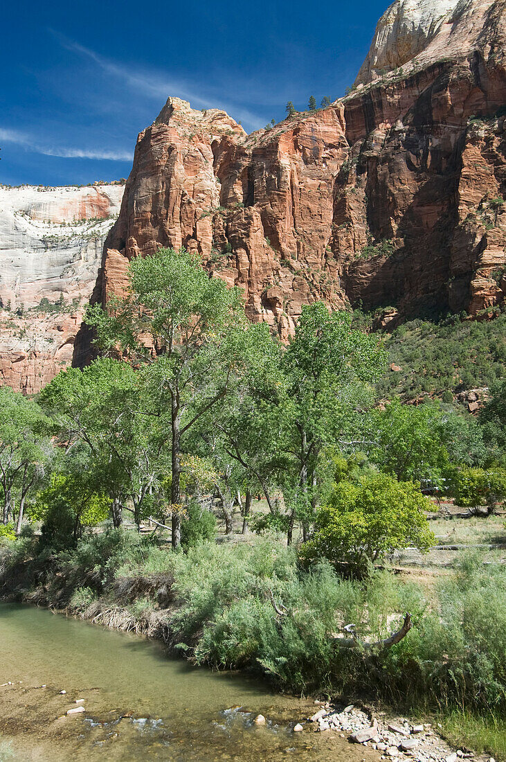 Utah, Zion National Park, Virgin River and lush foliage near Zion Lodge.