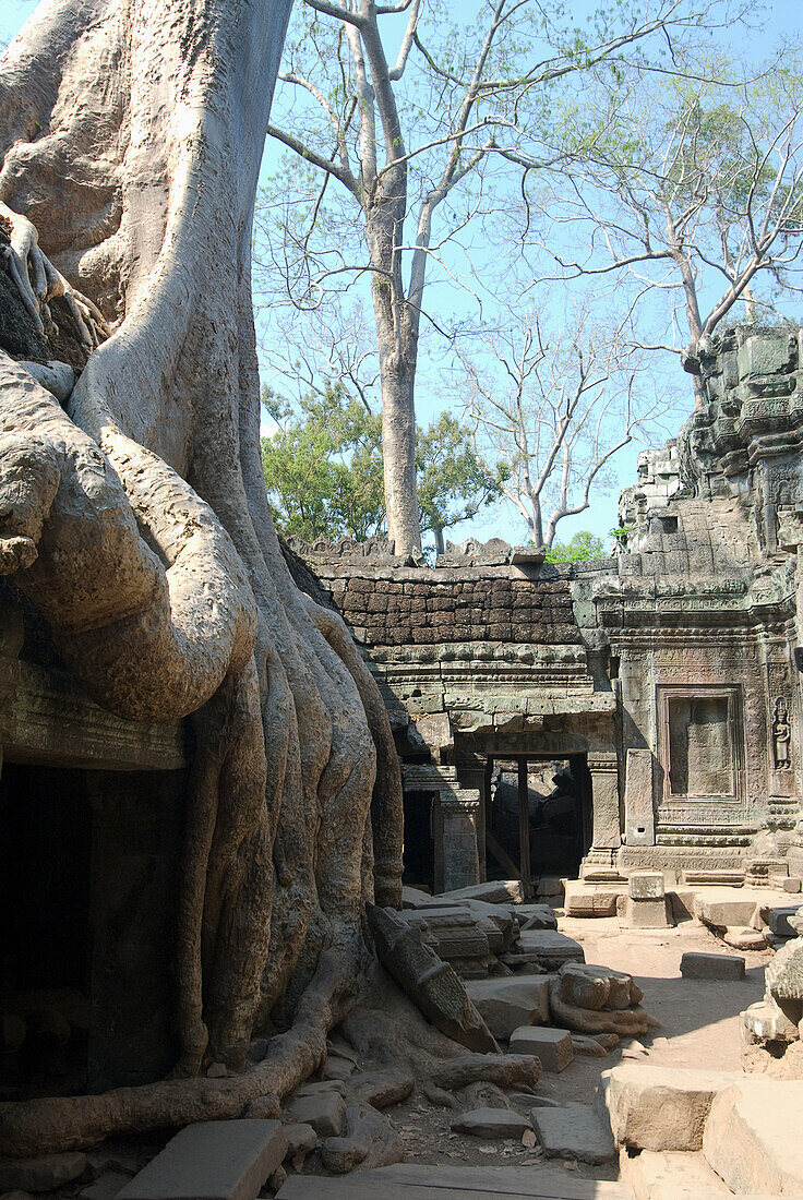 Cambodia, Siem Reap, Angkor Archaeological Park, Ta Prohm, Tree roots and rubble surround old building.
