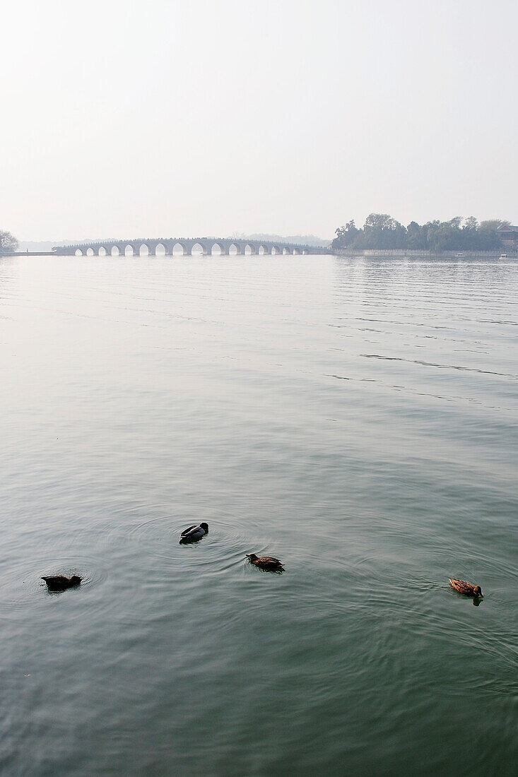 Ducks In The Water With A Bridge In The Distance; Beijing China