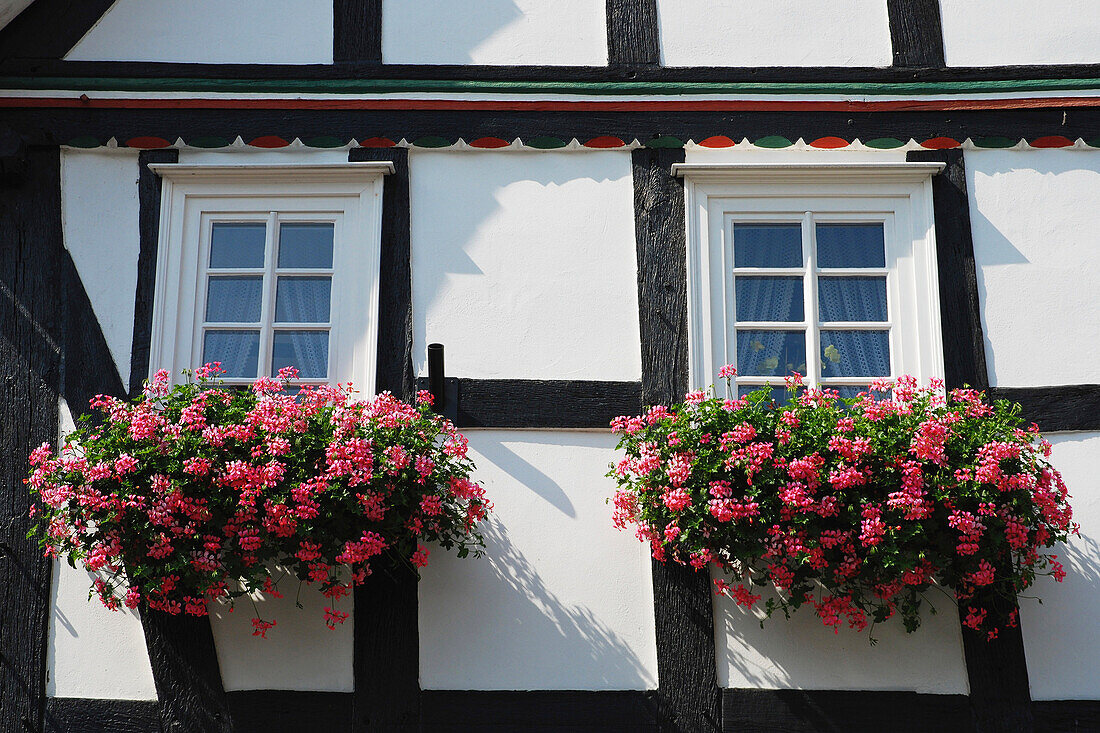 Rosa blühende Blumen in Fensterkästen; Deutschland