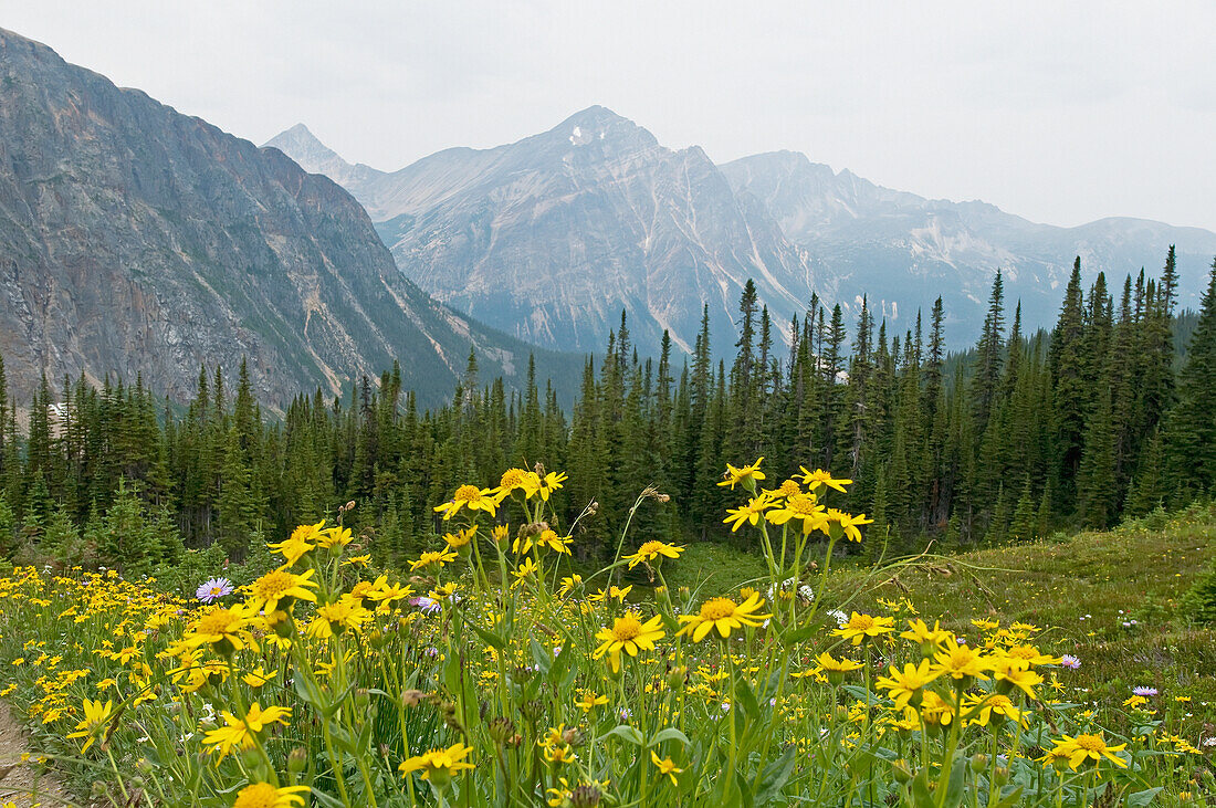 Wildblumen auf einer Wiese mit den Rocky Mountains im Hintergrund; Alberta Kanada