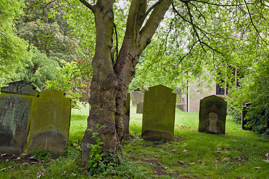 Moss Covered Tombstones; York England