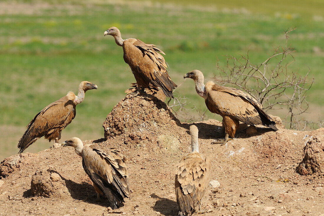 Gänsegeier (Gyps Fulvus) (Buitre Leonado); Canete Le Real Malaga Spanien