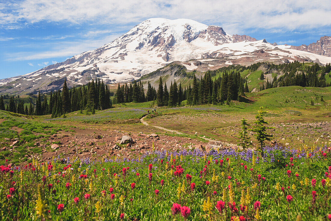 Alpine Wildflowers And Mount Rainier In Mount Rainier National Park; Washington United States Of America