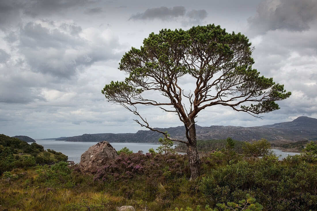 Ein Baum steht entlang der Küste unter einem bewölkten Himmel; Applecross Peninsula Schottland