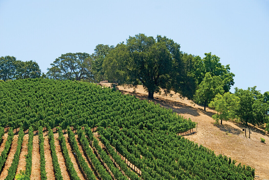 Vineyard Of The Napa Valley And Oak Trees; California United States Of America