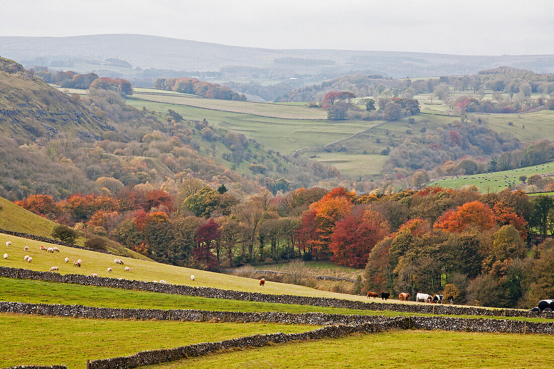 UK, England, Derbyshire, Autumn landscape