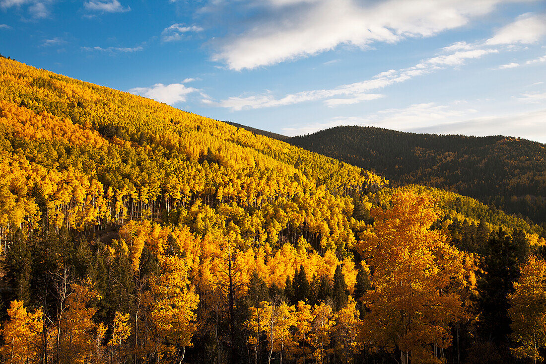 USA, New Mexico, Santa Fe, Aspen trees (Populus tremuloides) in Sangre de Cristo Mountains