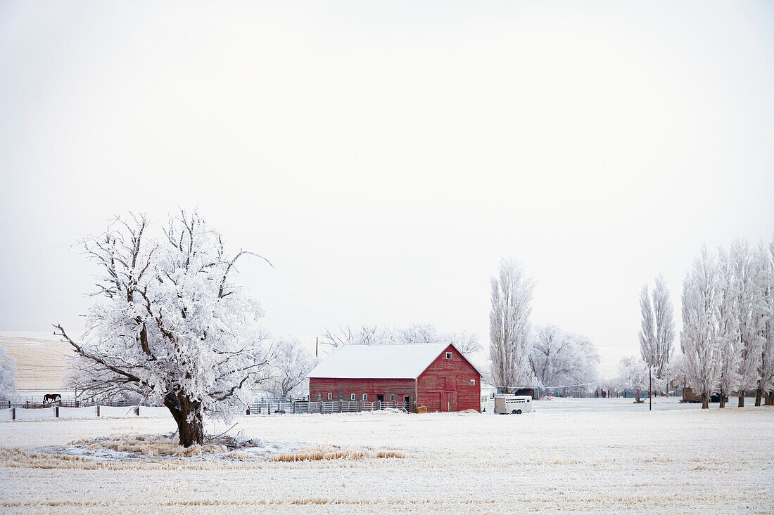 USA, Washington State, Walla Walla, Red barn at winter