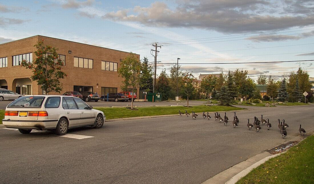 Schwarm Kanadagänse (Branta canadensis) beim Überqueren der Straße während des Vogelzugs; Anchorage, Alaska, USA