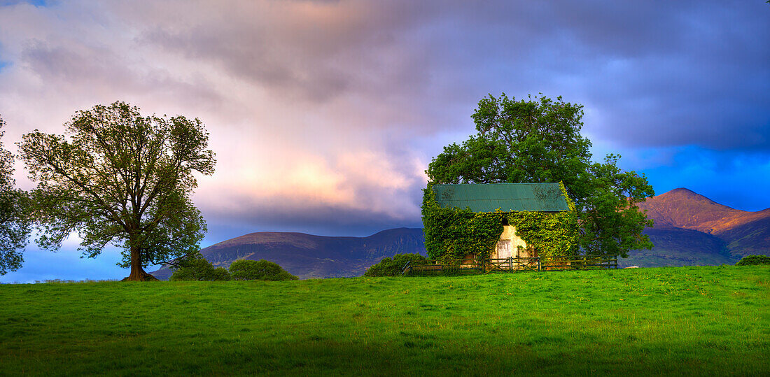 Landschaftliche Ansicht mit weinbewachsener Scheune und Baum; Killarney, Grafschaft Kerry, Irland