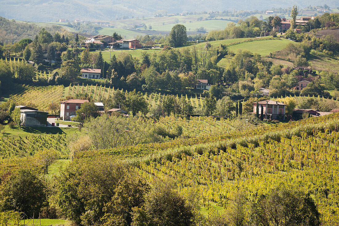 Sanfte Hügellandschaft mit Weinbergen und Bauernhäusern; Torrechiara, Emilia-Romagna, Italien