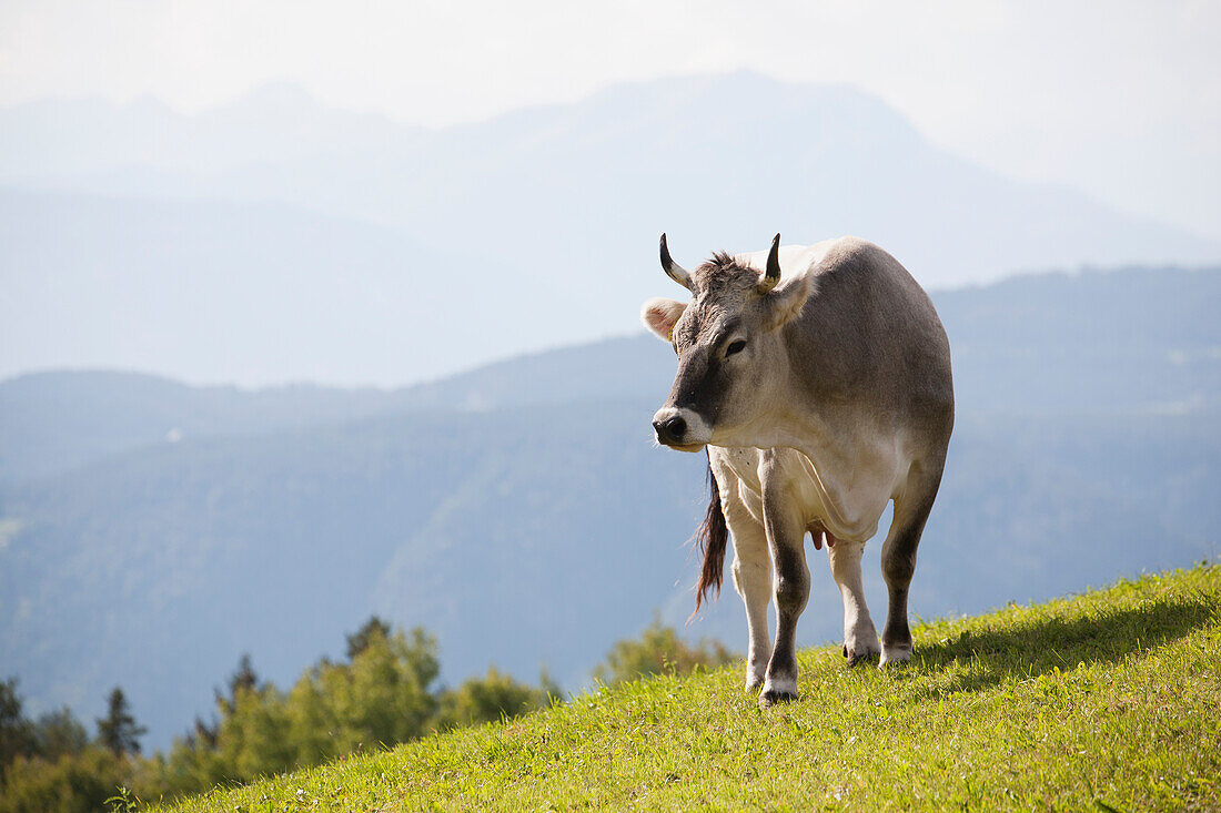 Dairy cow on meadow with mountains in background; Bolzano, Dolomites, Alto Adige, Italy