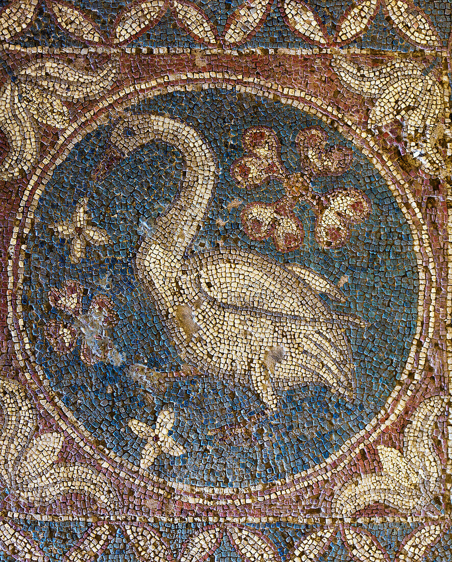 Mosaic of swan; Soli, Cyprus