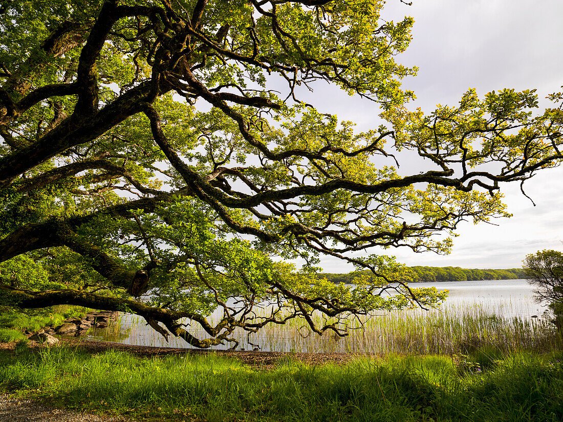 Ireland, County Kerry, Lush foliage on shore of Muckross Lake in Killarney National Park; Killarney