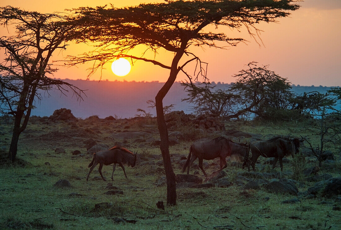 Kenia, Maasai Mara, Gnus laufen bei Sonnenuntergang über das Gras im Maasai Mara National Reserve