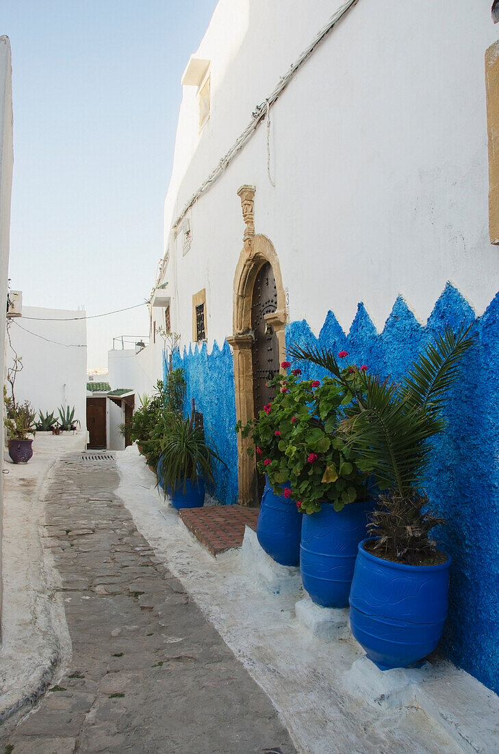 Pflanzen in einer Reihe entlang einer Hauswand in der Altstadt; Rabat, Marokko