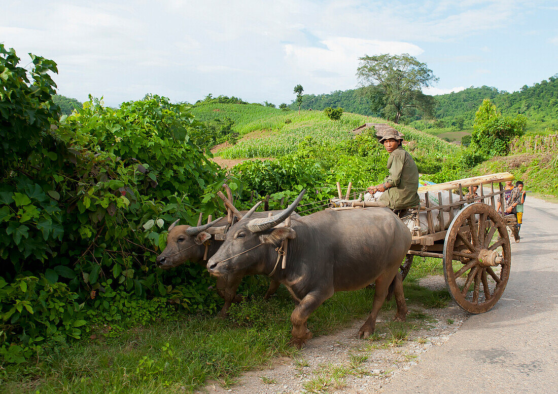 Birma, Shan-Staat, Mann fährt Büffelkarren; Lashio