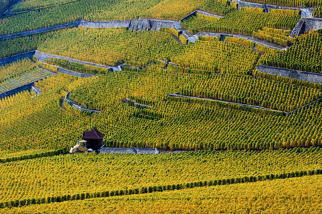 Schweiz, Weinberge; Dorf Yvorne