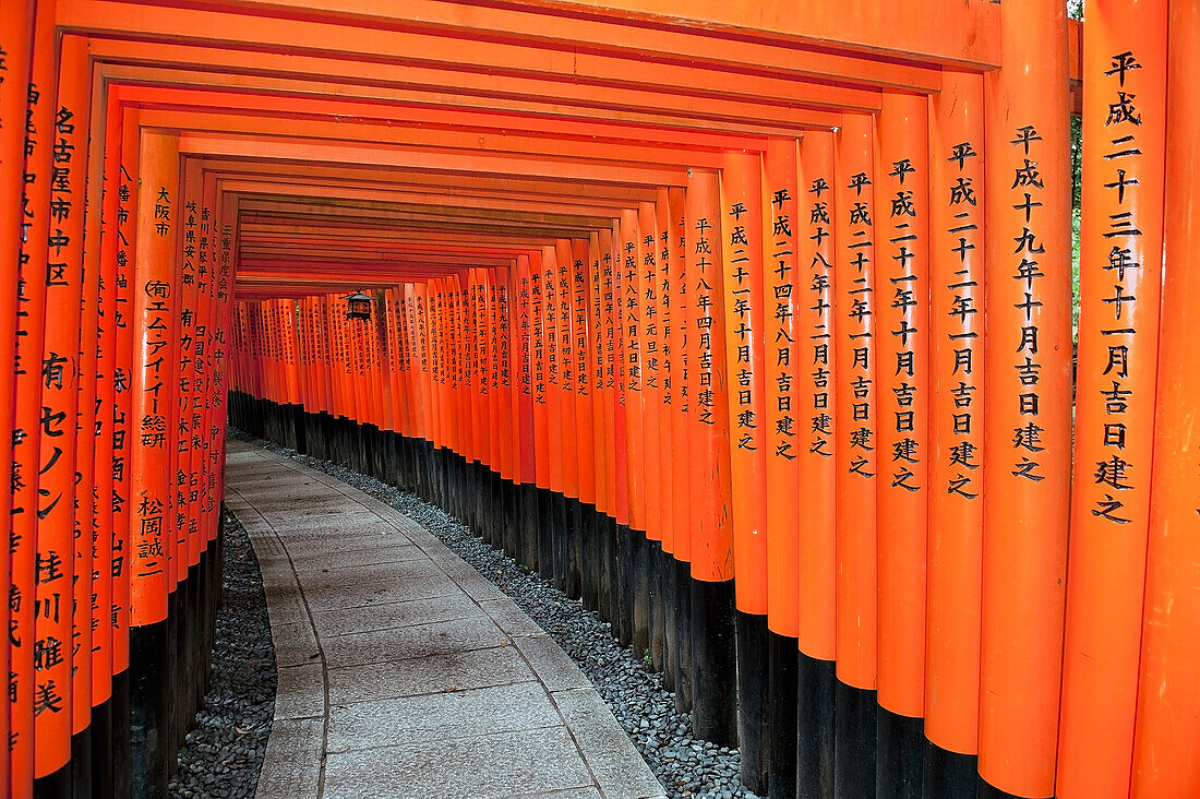 Japan, Red Columns Along Pathway; Kyoto