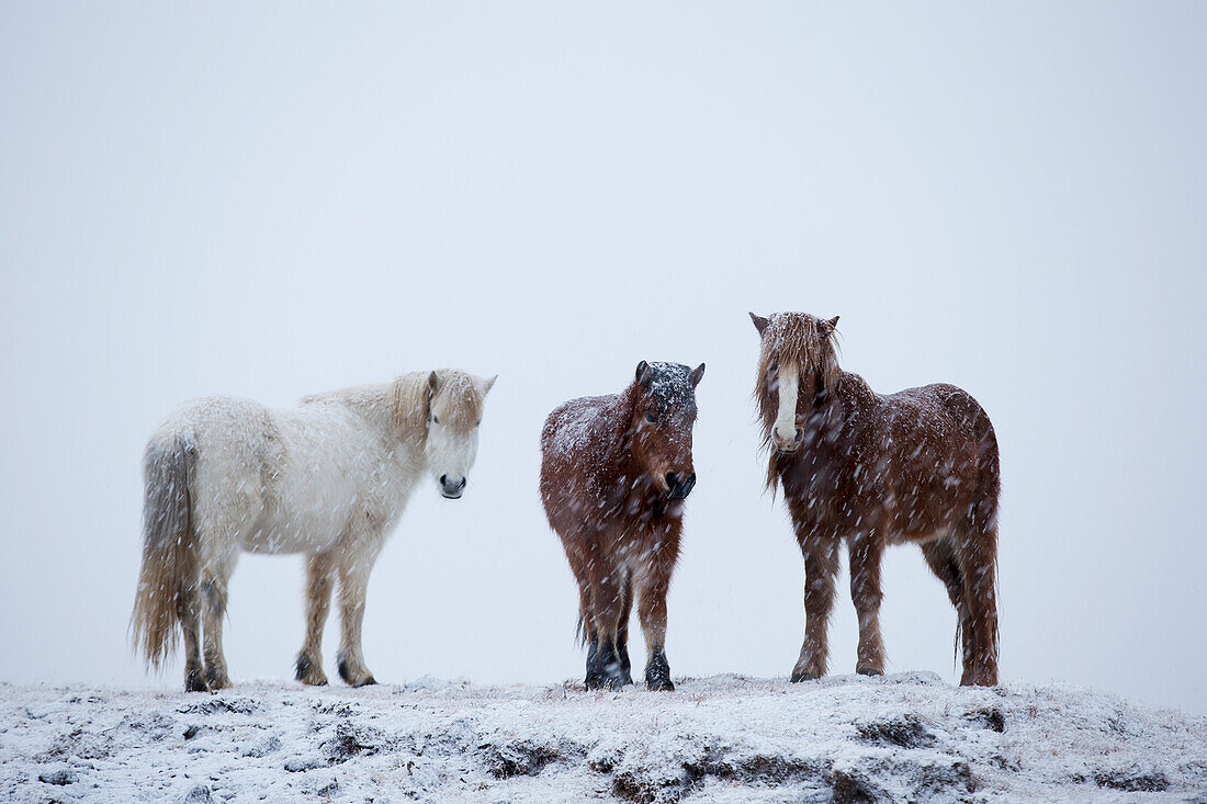 Stehende Islandpferde im Schneesturm; Island