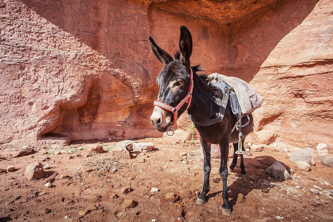 Jordan, Portrait of donkey; Petra