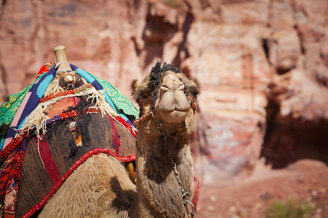Jordanien, Portrait eines Kamels; Petra