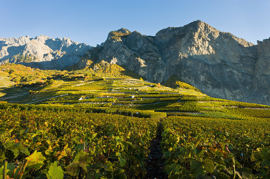 Schweiz, Suisse, Chamoson; Wallis, Weinberge