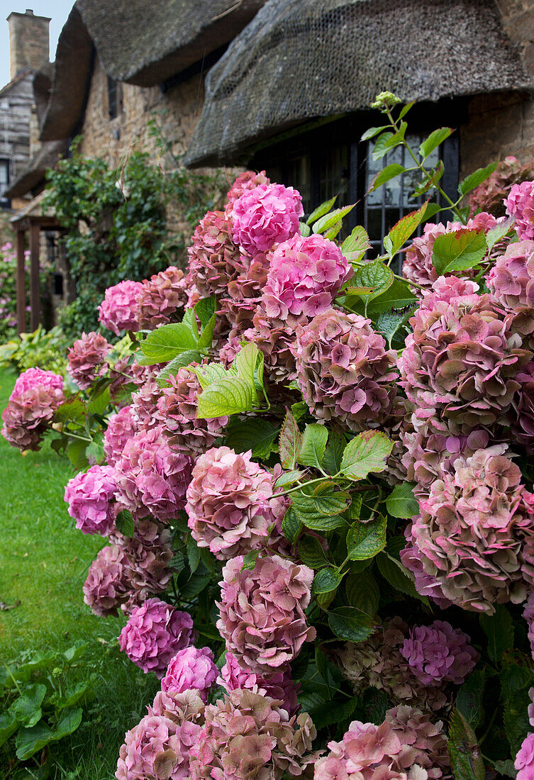 Blühende rosa Blumen an einem Strauch vor einem Haus; England