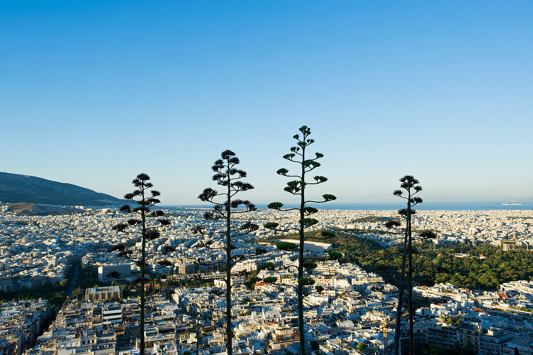 Stadtbild von Athen bei Sonnenaufgang mit Bäumen im Vordergrund; Athen, Griechenland