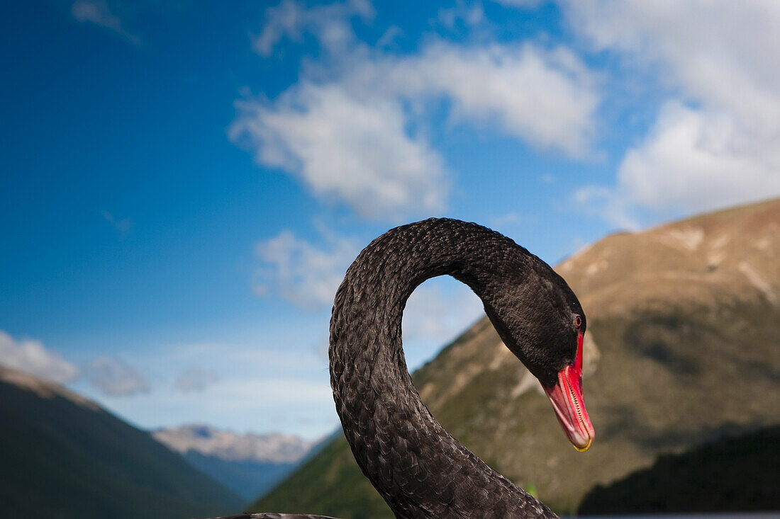 Nahaufnahme einer Gans am Lake Rotoiti in der Tasman Region, einem Bergsee im Nelson Lakes National Park; Neuseeland