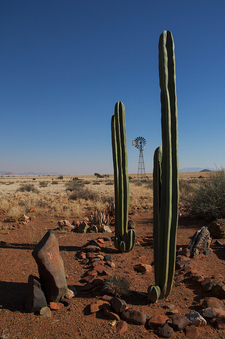 Kaktus und Windmühle; Namibia