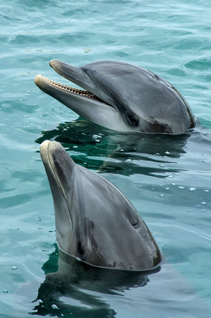 Große Tümmler (Tursiops); Ocho Rios, Jamaika