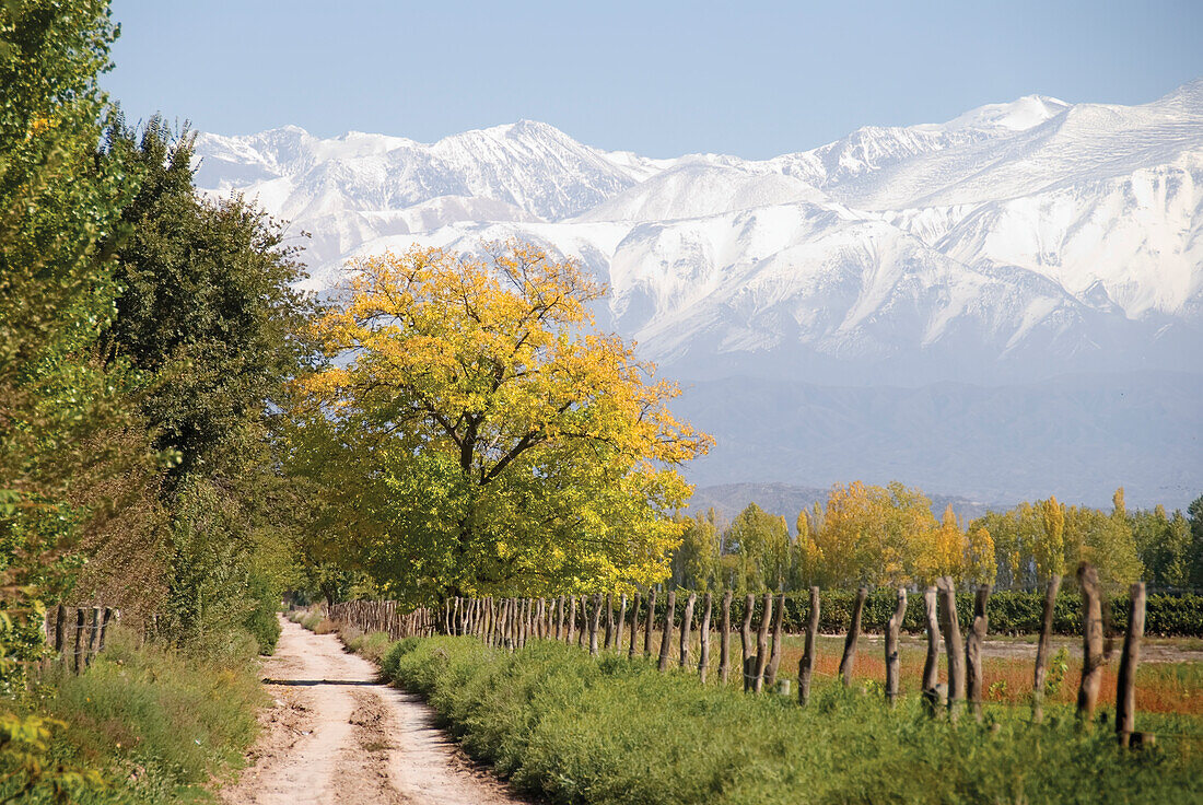 Landwirtschaftsstraße mit schneebedeckten Bergen im Hintergrund und Bäumen in goldenen Farben; Mendoza, Argentinien