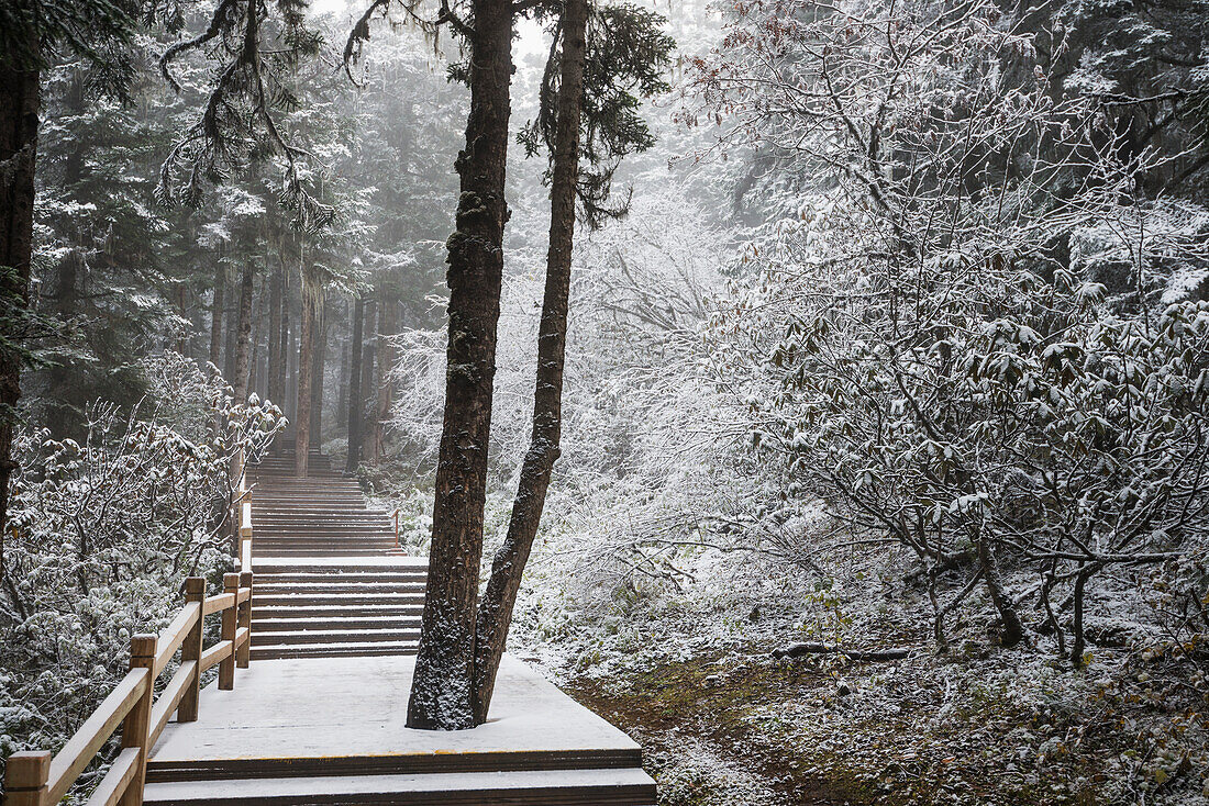Snowy Flooring Through The Forest Of Huanglong, A World's Heritage Site; Sichuan Province, China