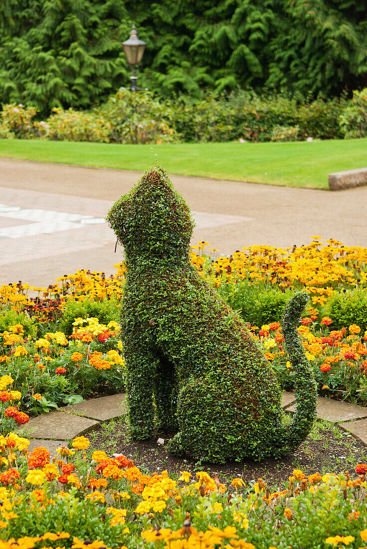 Ein in die Form einer Katze geschnittener Strauch auf Schloss Belfast; Belfast, Irland