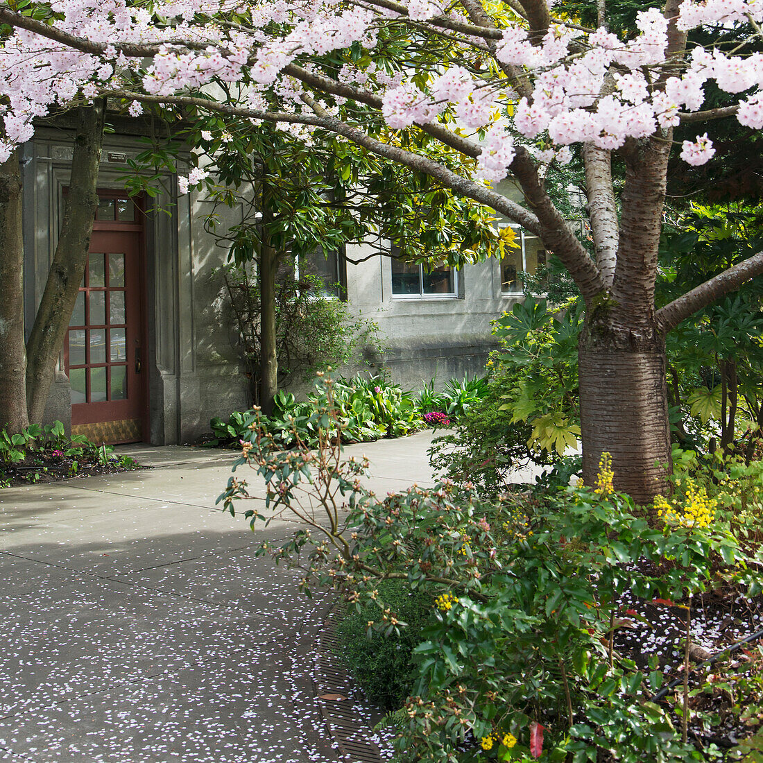 Hiram M. Chittenden Locks und Carl S. English Jr. Botanical Gardens; Seattle, Washington, Vereinigte Staaten Von Amerika