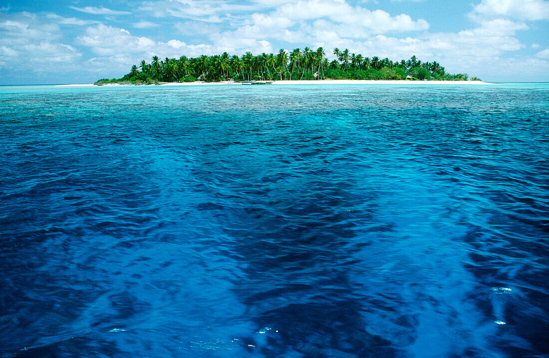 Tropical Island, Ocean, Coconut Palm Trees, Maldives