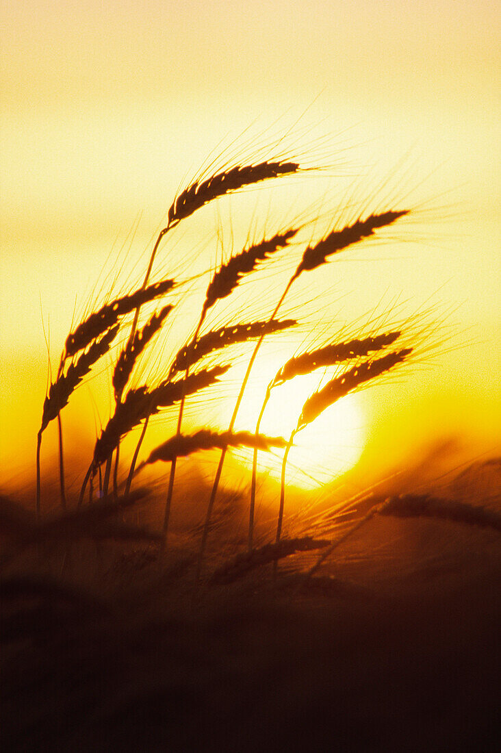 Weizen, Nahaufnahme, Sonnenuntergang Silhouette