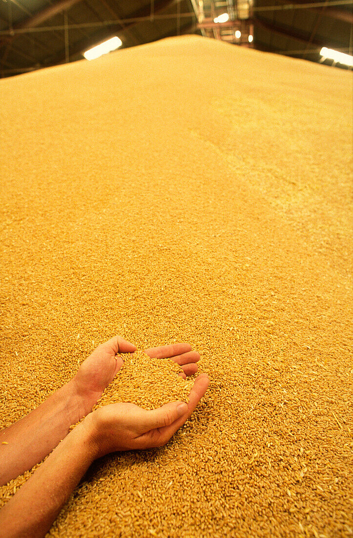 Geschröpfte Hände halten Weizen im Silo