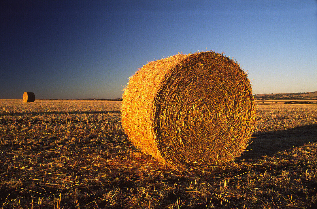 Heuröllchen auf dem Feld