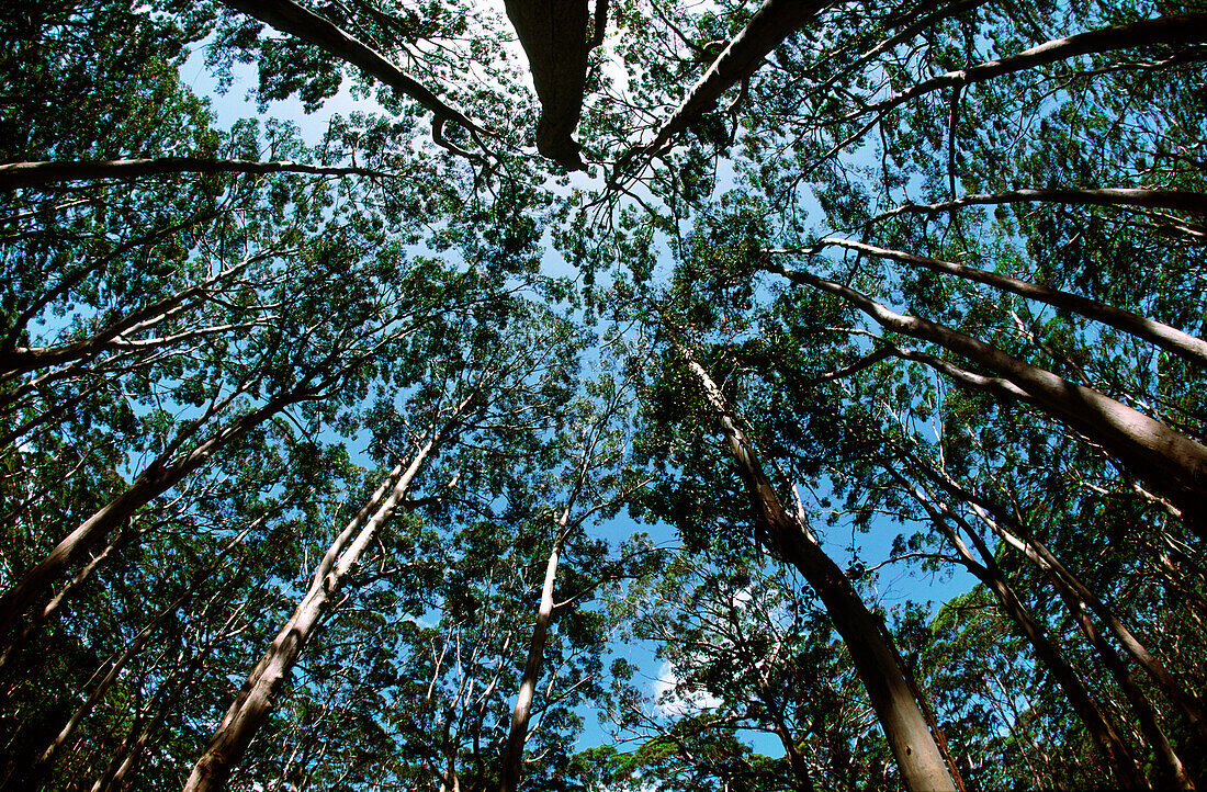 Trees, Forest Canopy