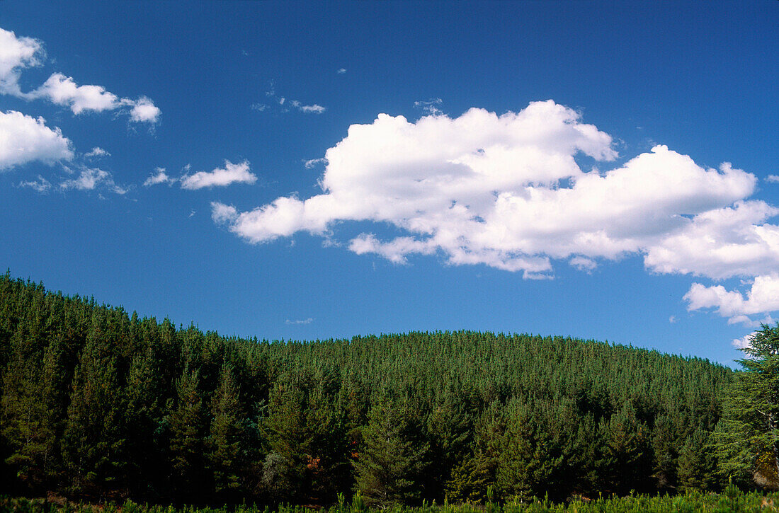 Pine Plantation