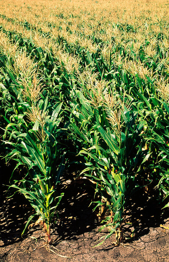 Corn Field