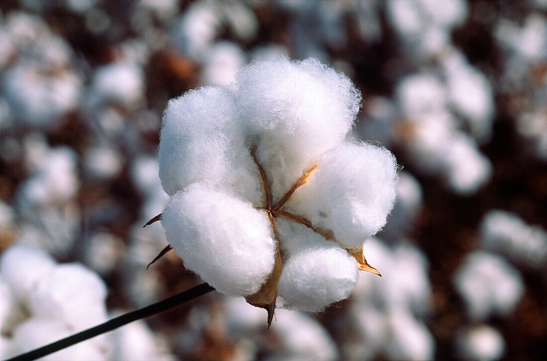 Cotton Bloom, Cotton Crop