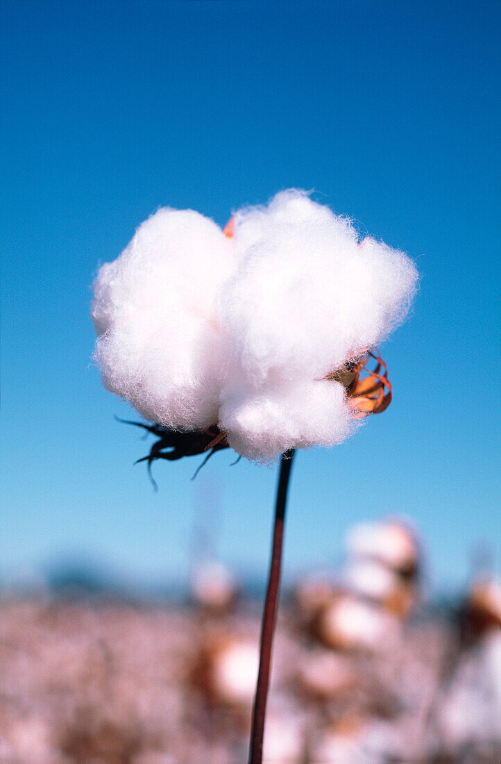 Cotton Crop, Cotton Bloom