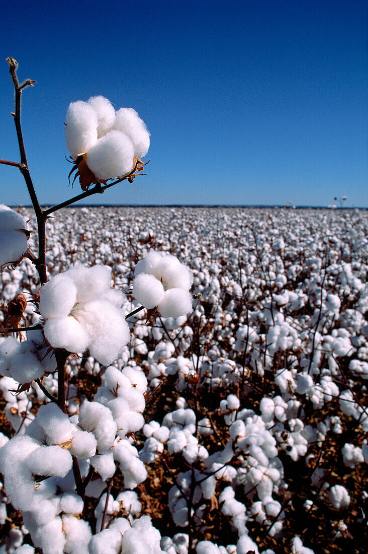 Cotton Crop